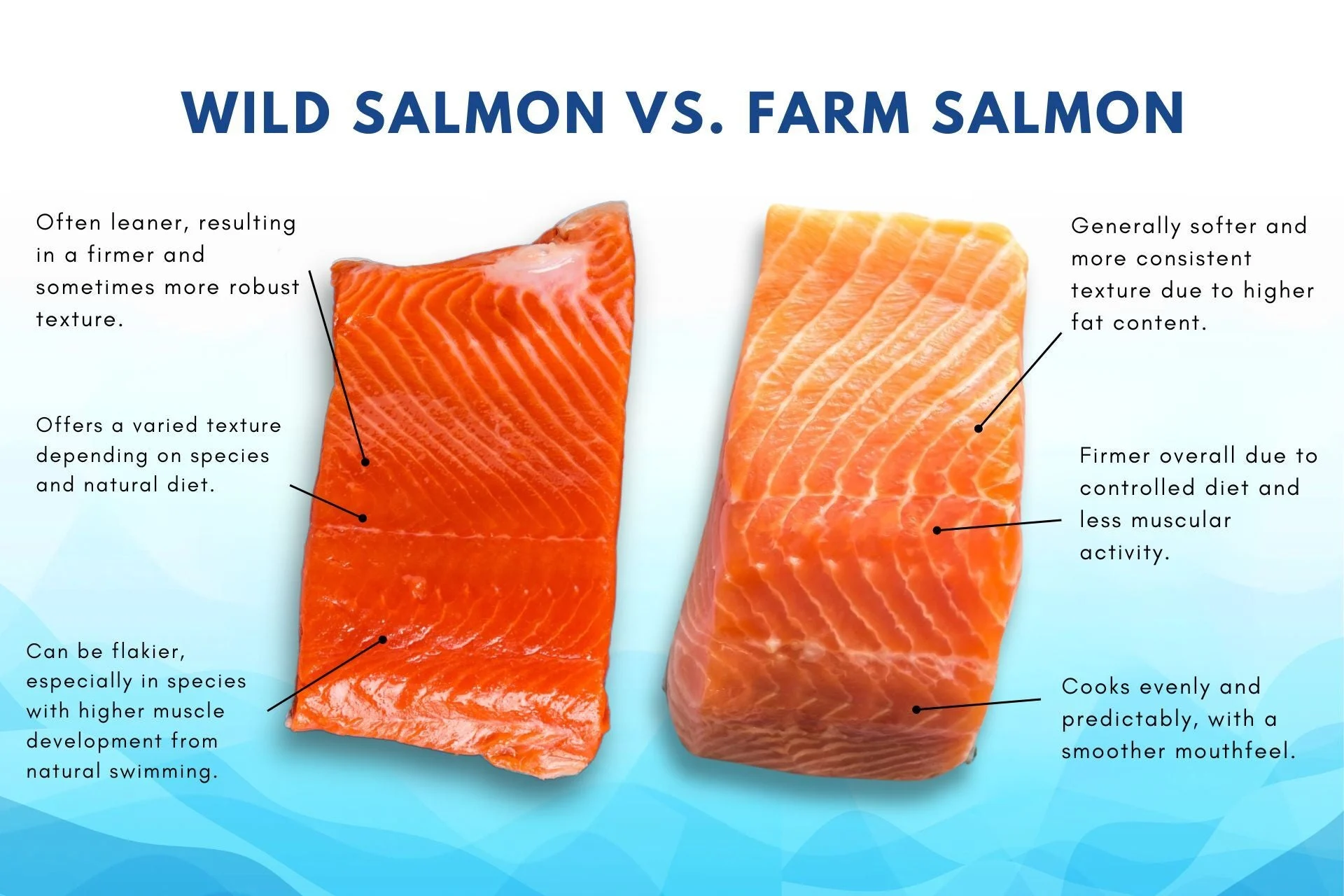 Wild vs Farmed Salmon: Experten erklären die entscheidenden Unterschiede